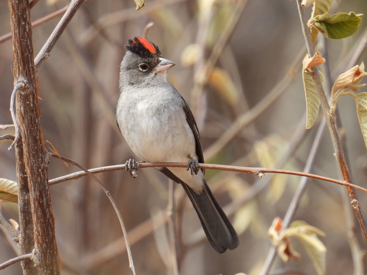 Pileated Finch - ML647072673