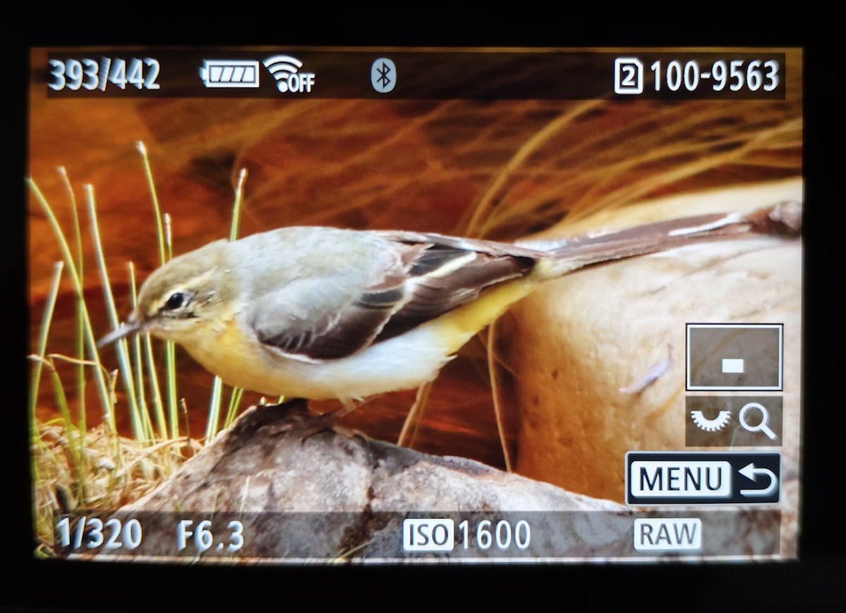 Gray Wagtail - ML647072674