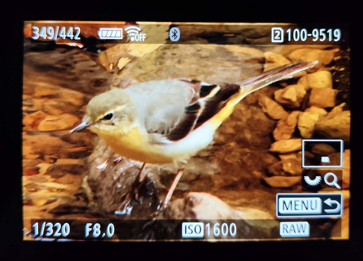 Gray Wagtail - ML647072676