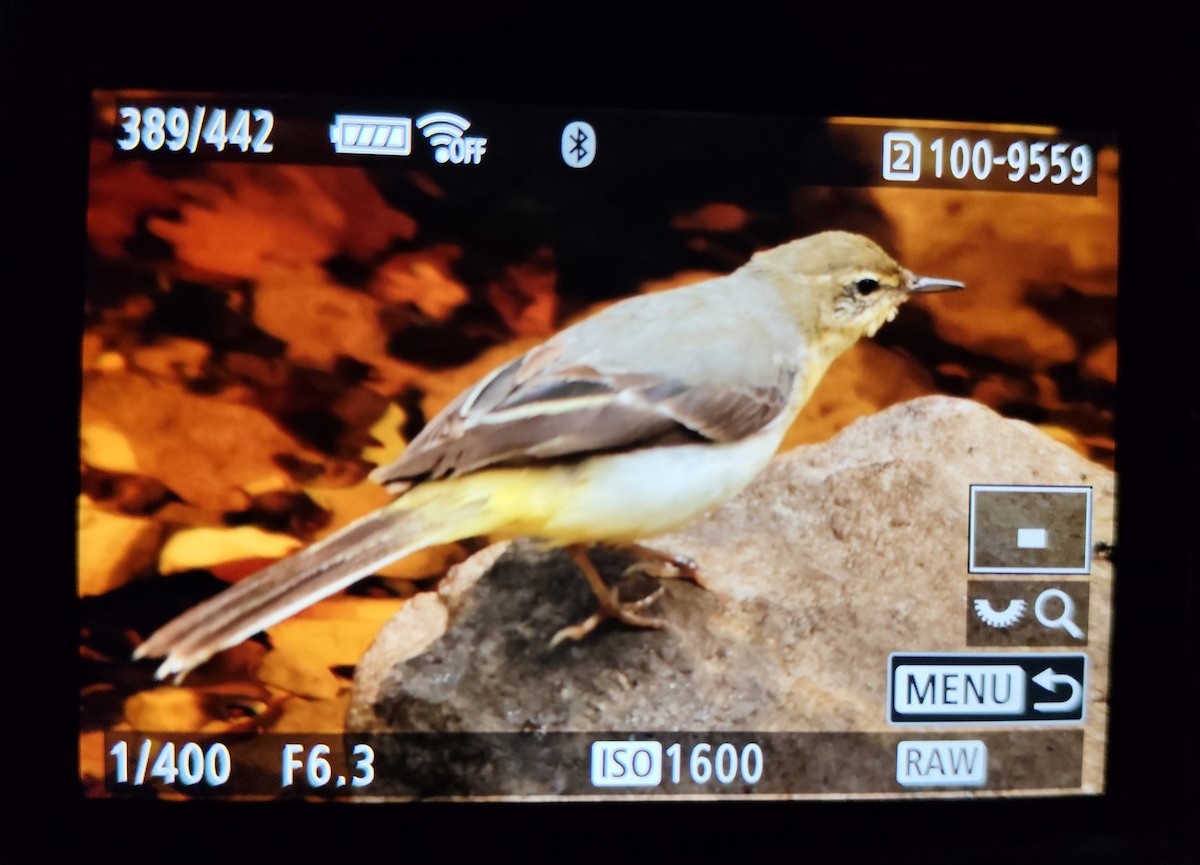 Gray Wagtail - ML647072677