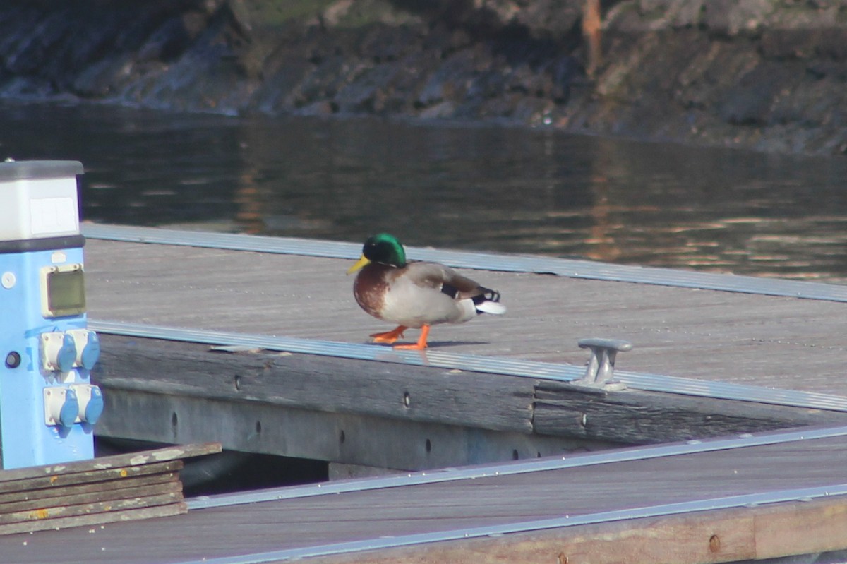 Mallard - ML647072687