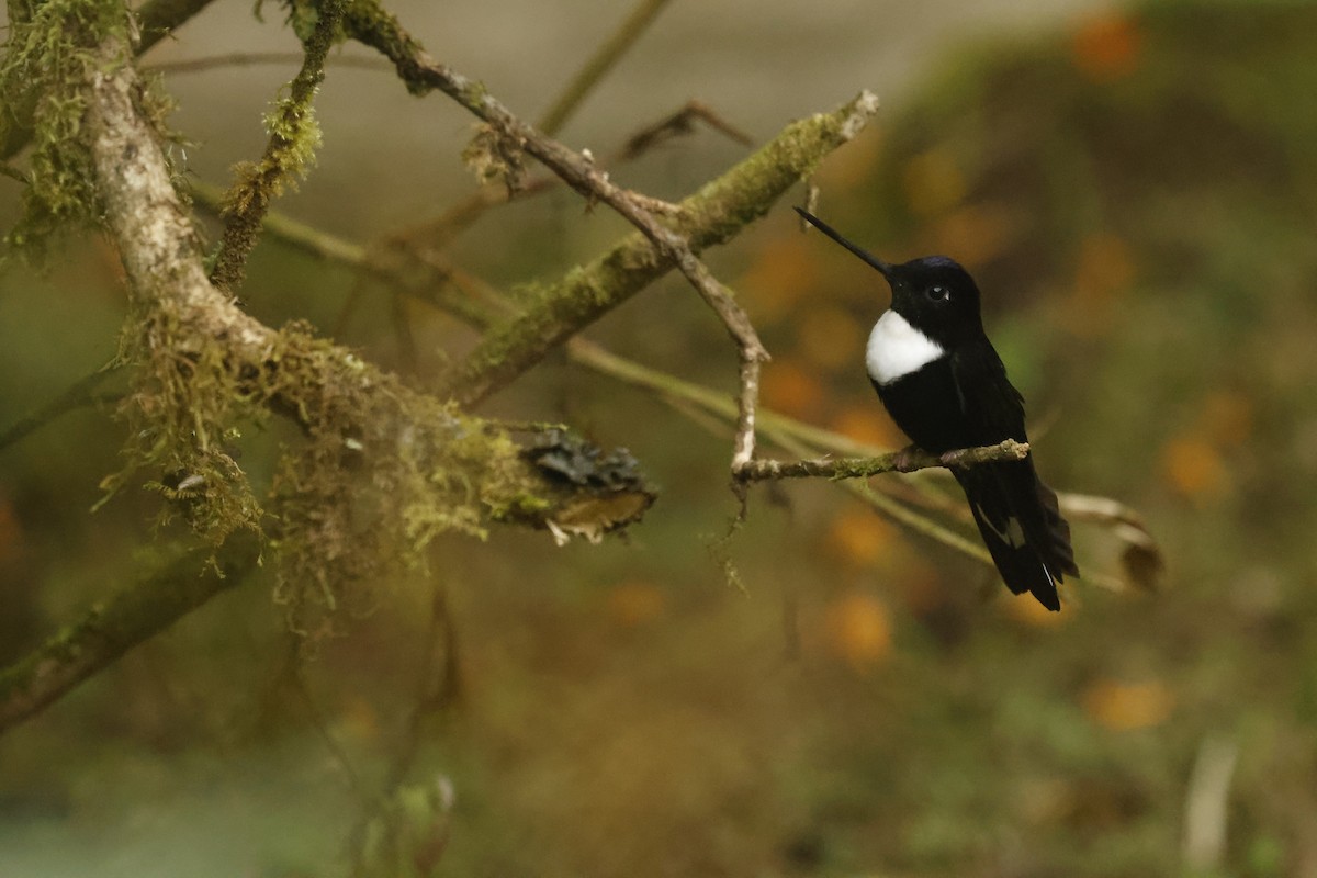 Collared Inca (Collared) - ML647072689