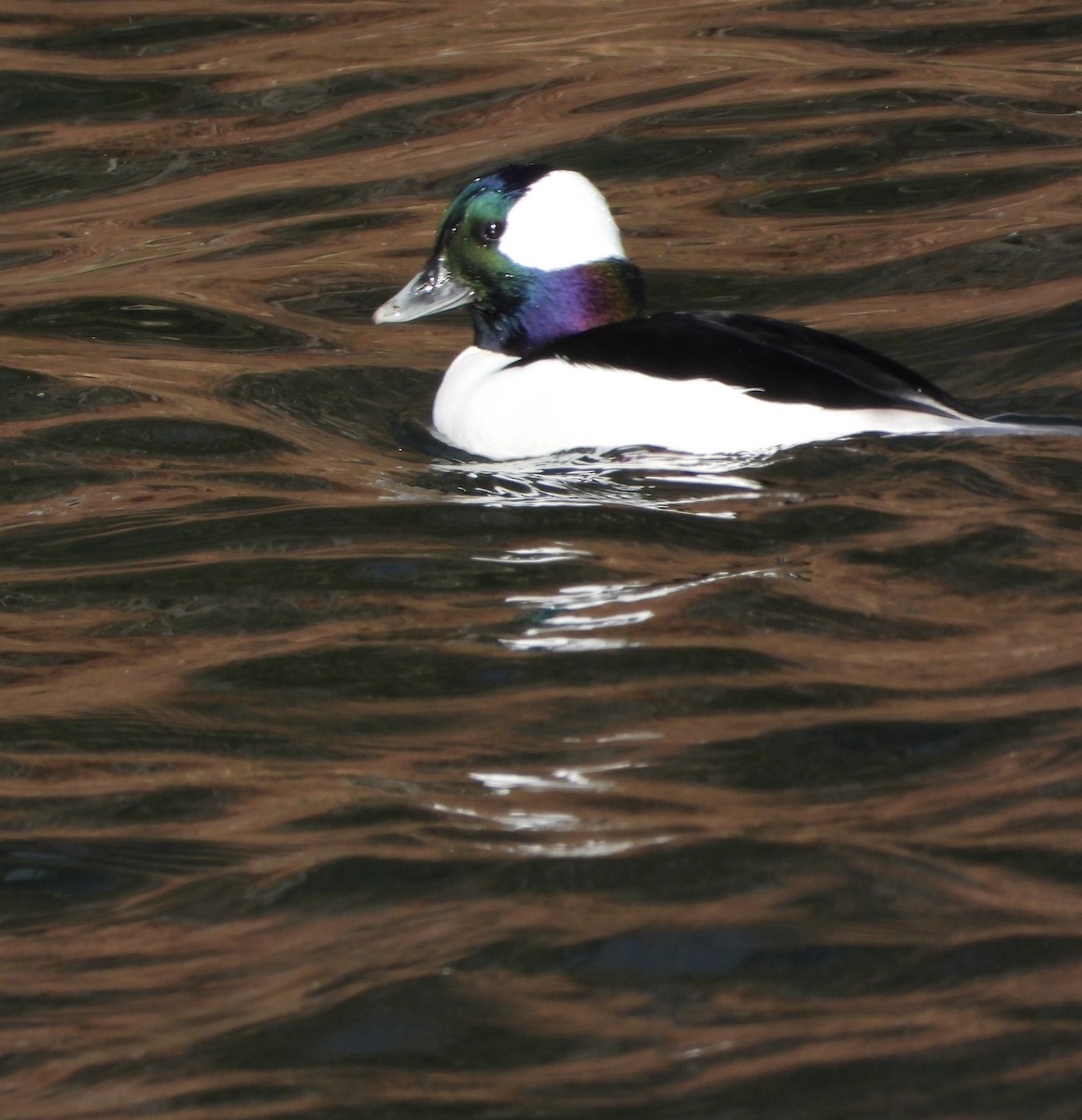 Bufflehead - ML647072690