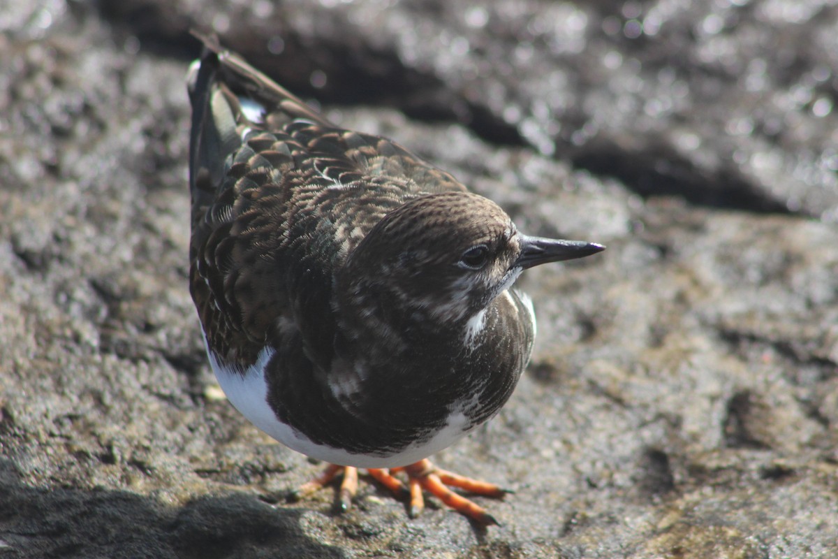 Ruddy Turnstone - ML647072691