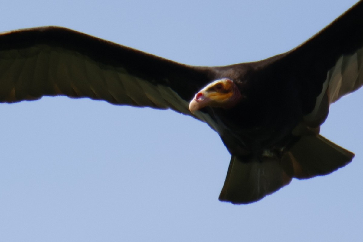 myrkondor - ML647072693