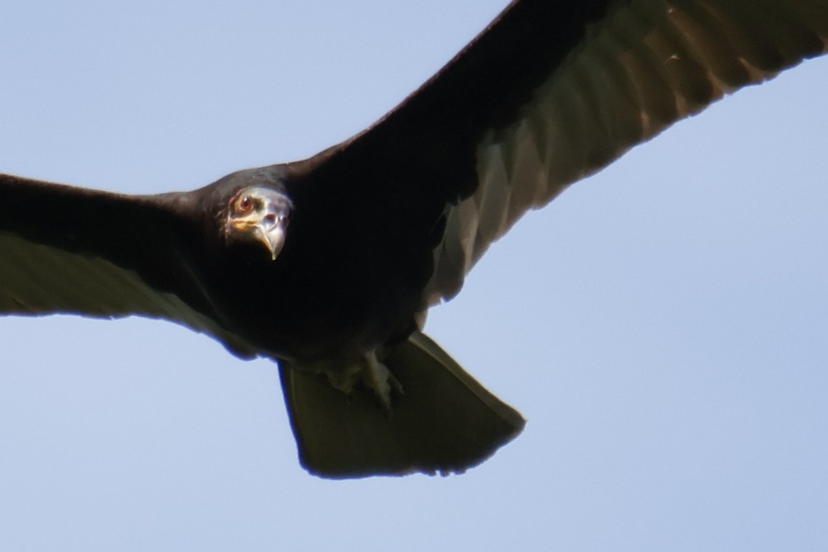 myrkondor - ML647072694