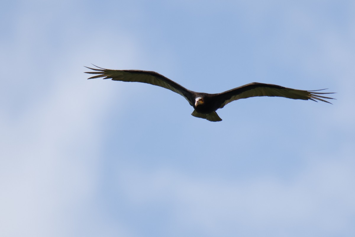 myrkondor - ML647072695