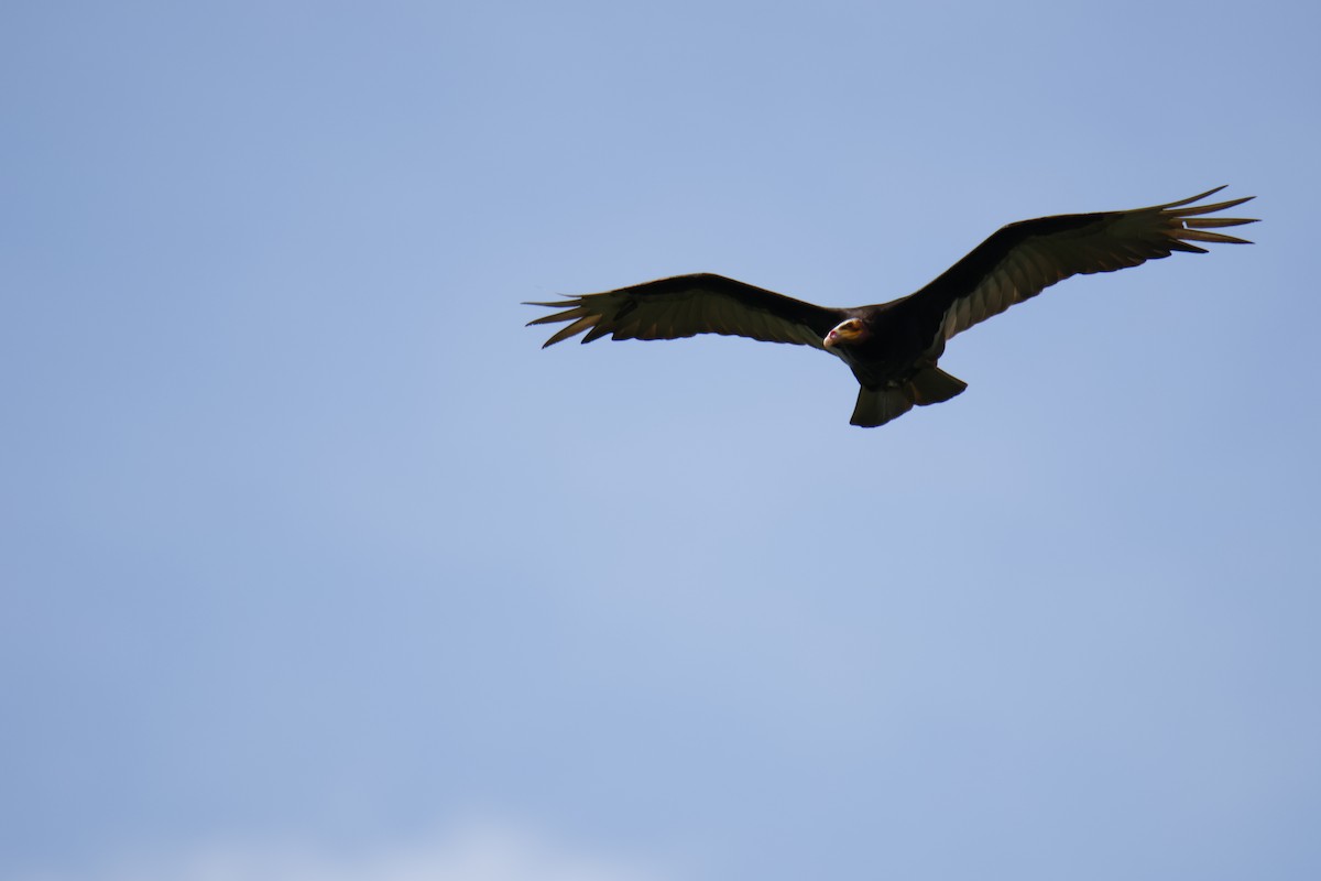 myrkondor - ML647072696