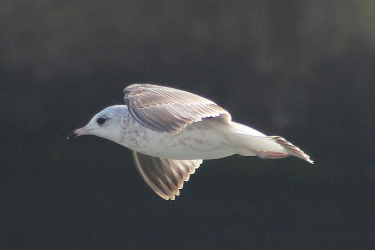 Common Gull - ML647072698