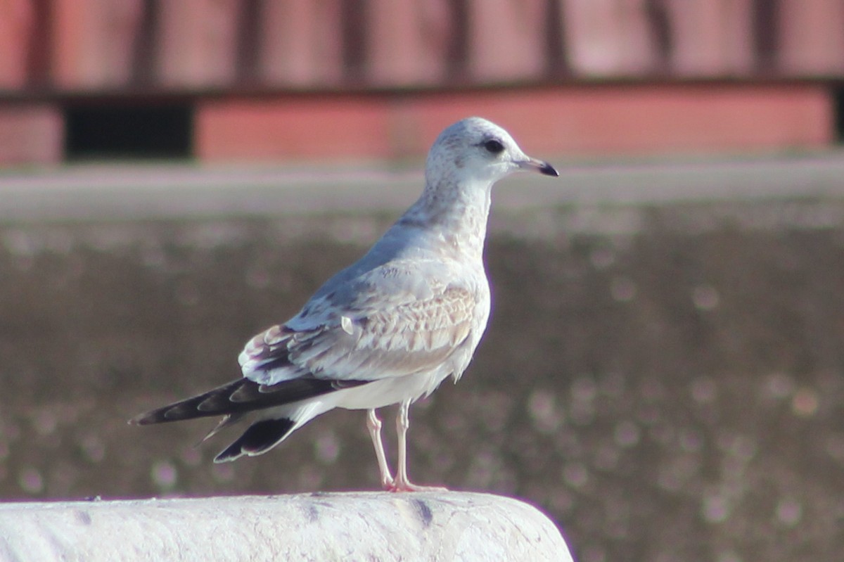 Common Gull - ML647072703