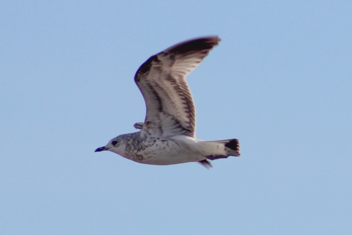 Common Gull - ML647072710