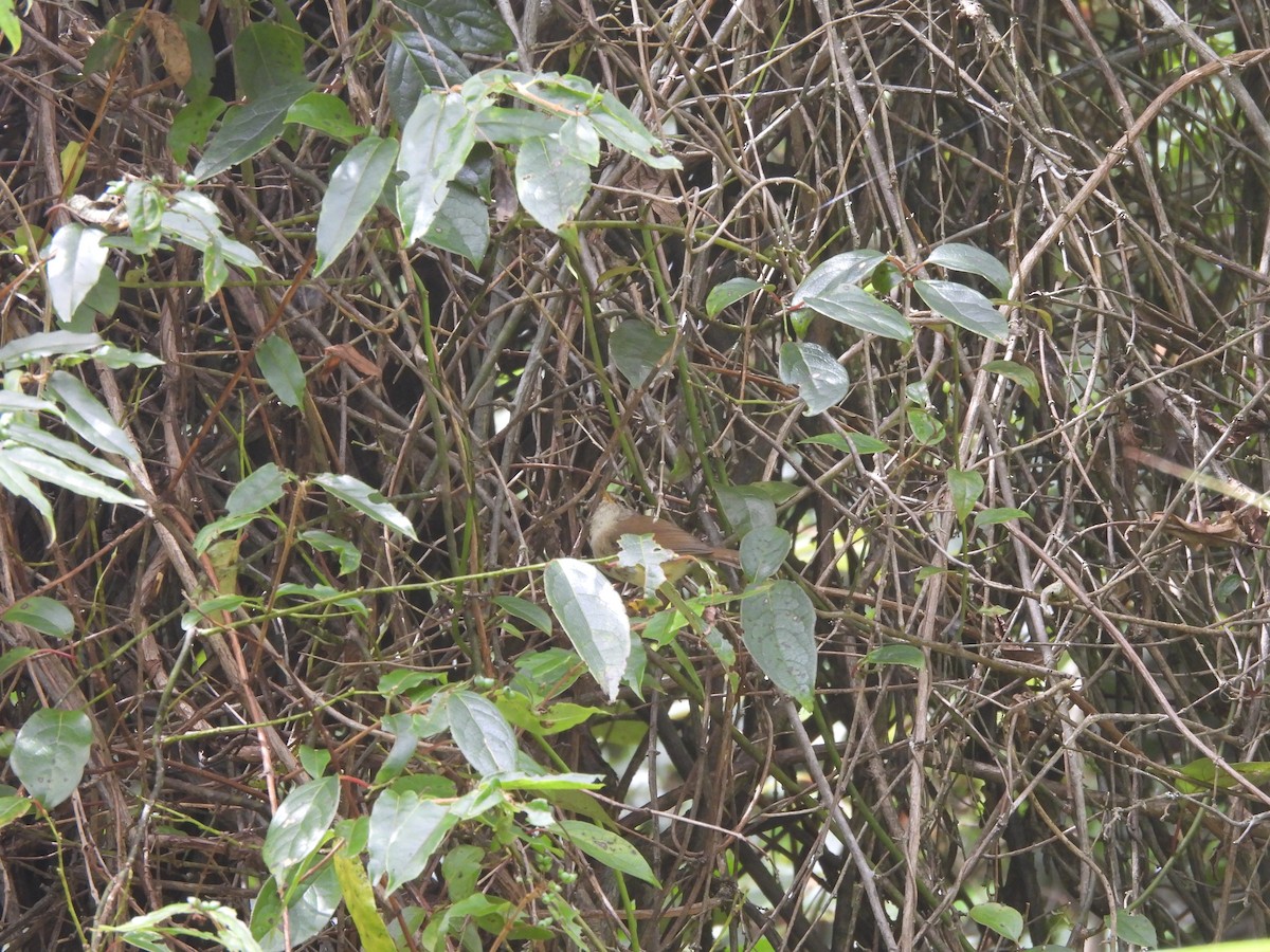 Yellowish-bellied Bush Warbler - ML647072714