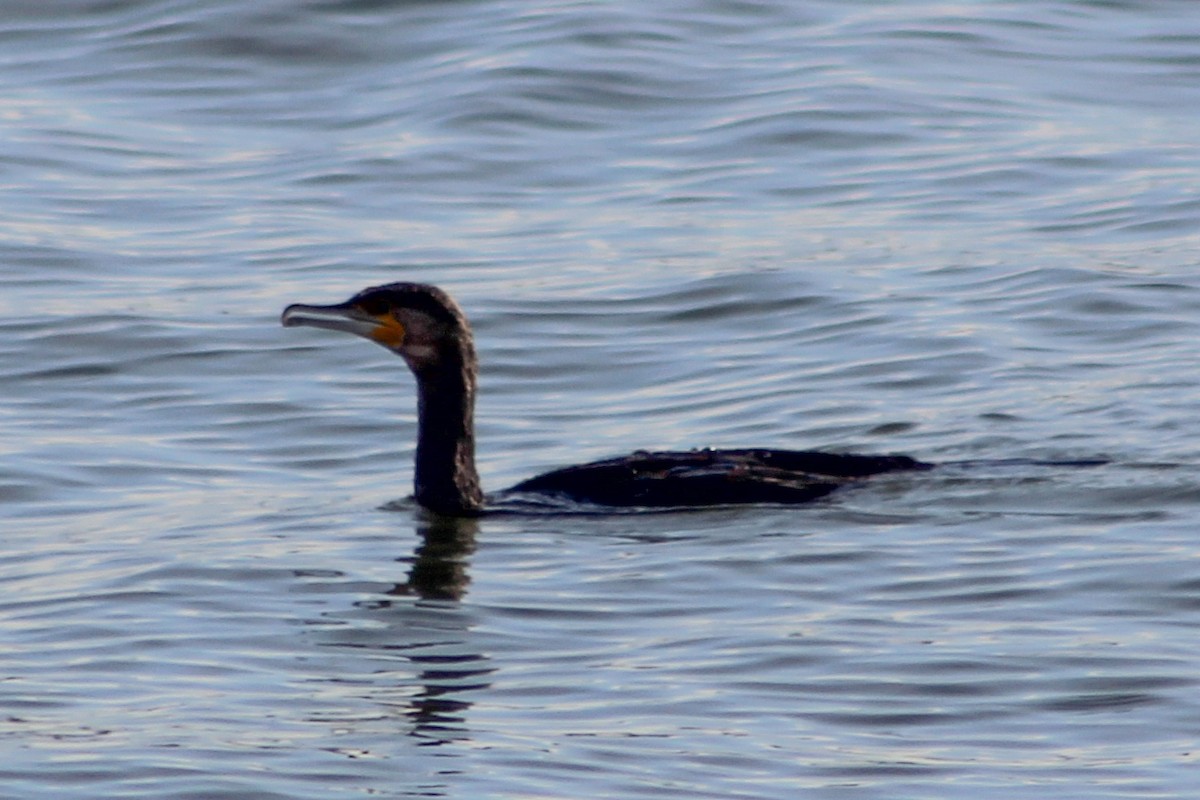 kormorán velký - ML647072716