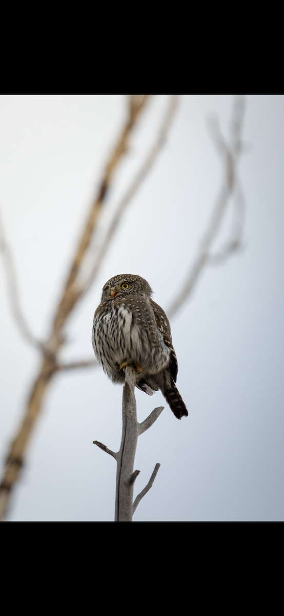 Northern Pygmy-Owl - ML647072724