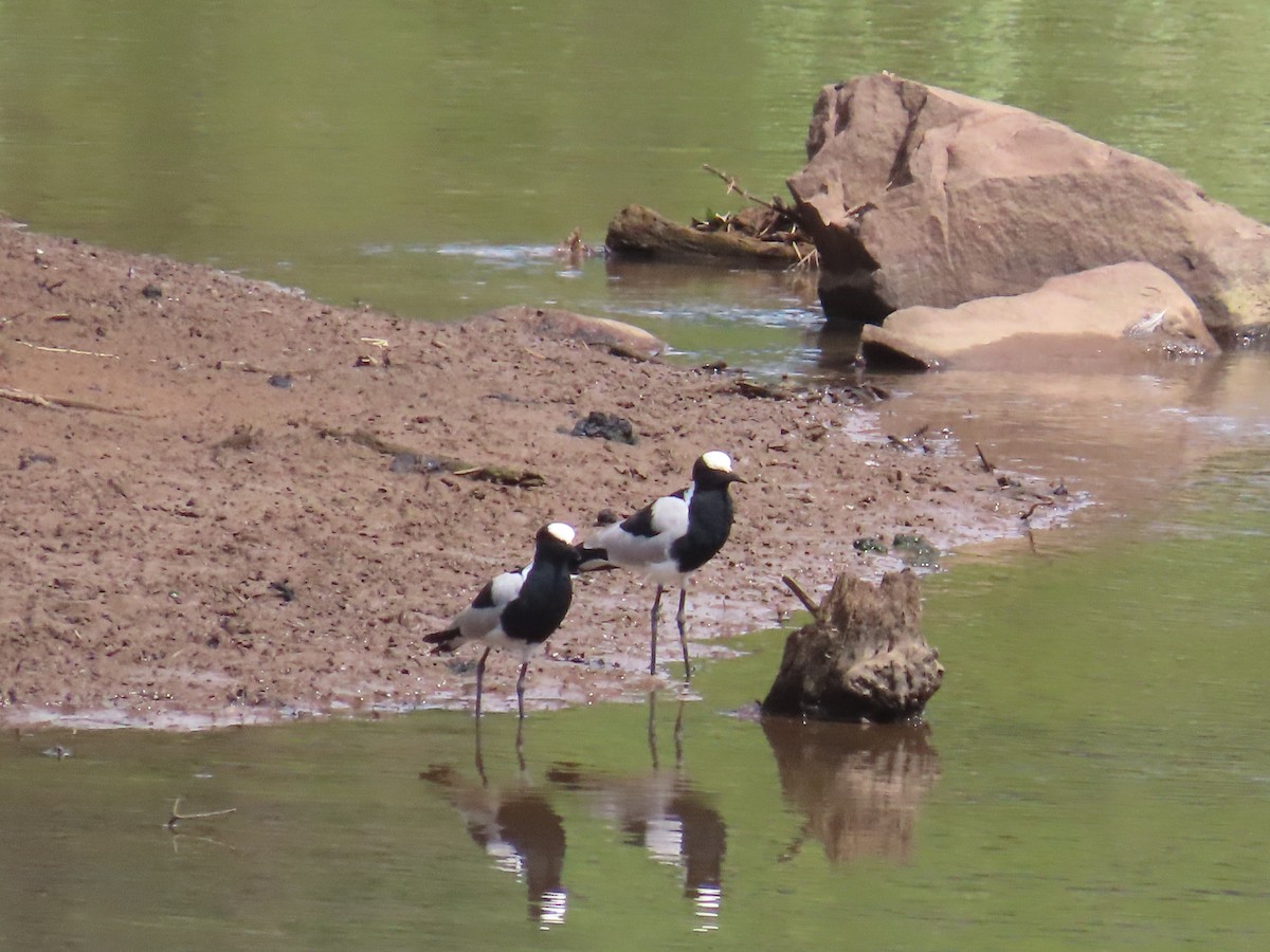 Blacksmith Lapwing - ML647072725