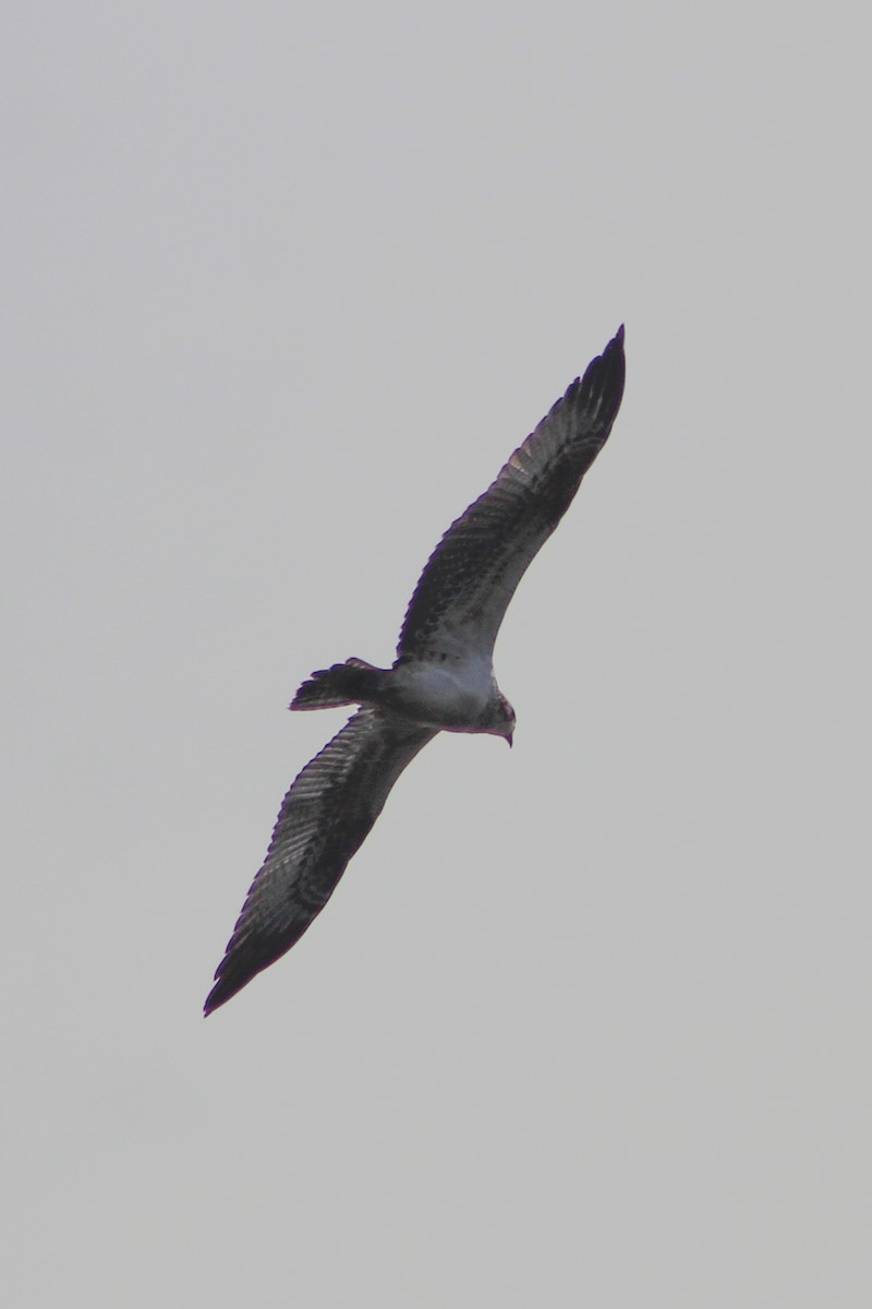 Osprey - ML647072726