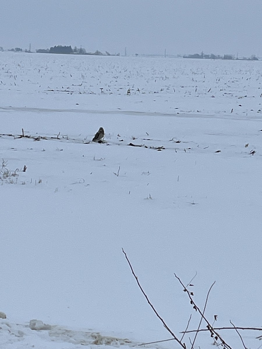 Short-eared Owl - ML647072728