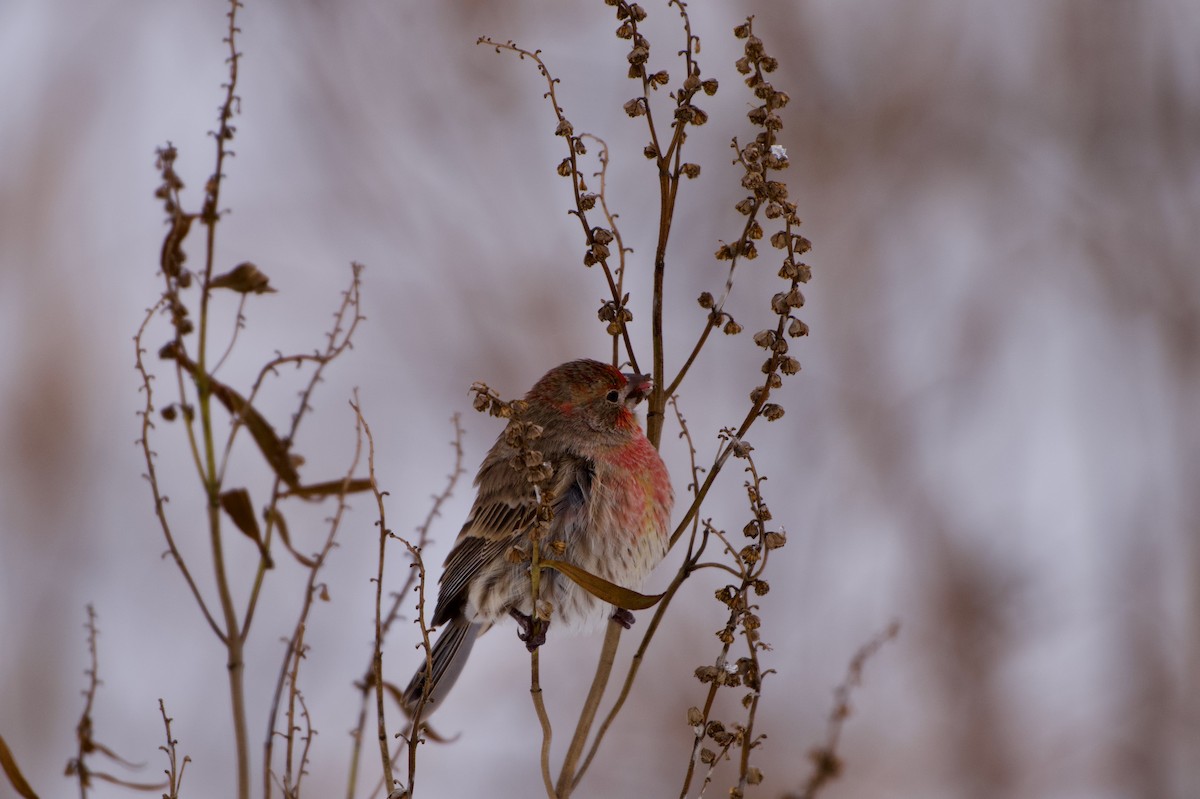 メキシコマシコ - ML647072730