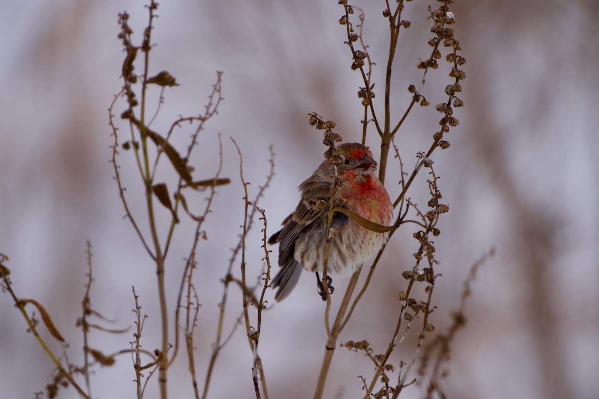 メキシコマシコ - ML647072731