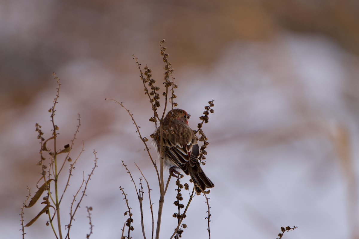 メキシコマシコ - ML647072732