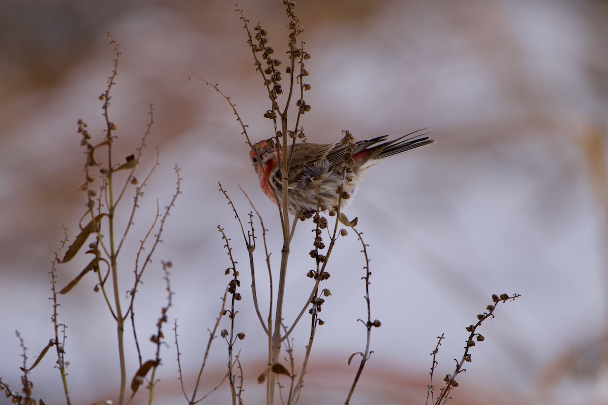 メキシコマシコ - ML647072733