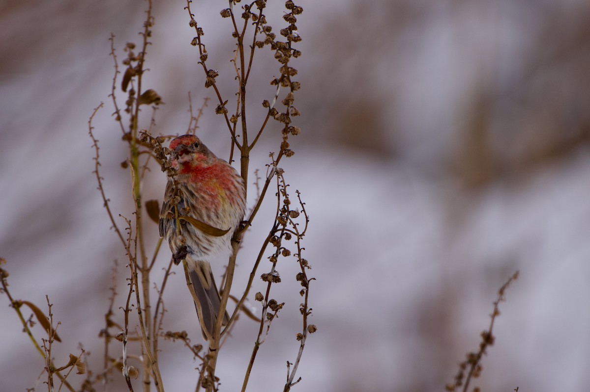 メキシコマシコ - ML647072734