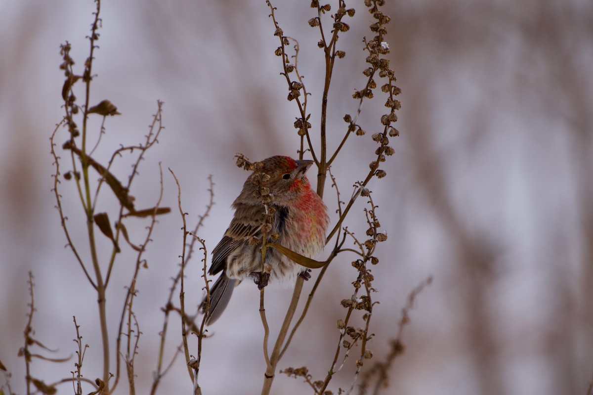 メキシコマシコ - ML647072735