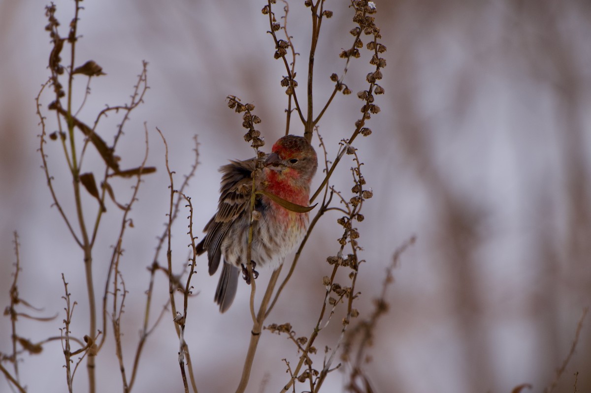 メキシコマシコ - ML647072736