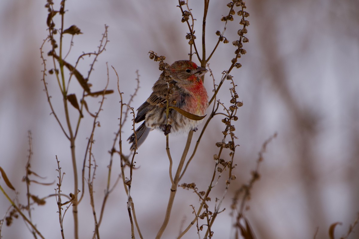 メキシコマシコ - ML647072737