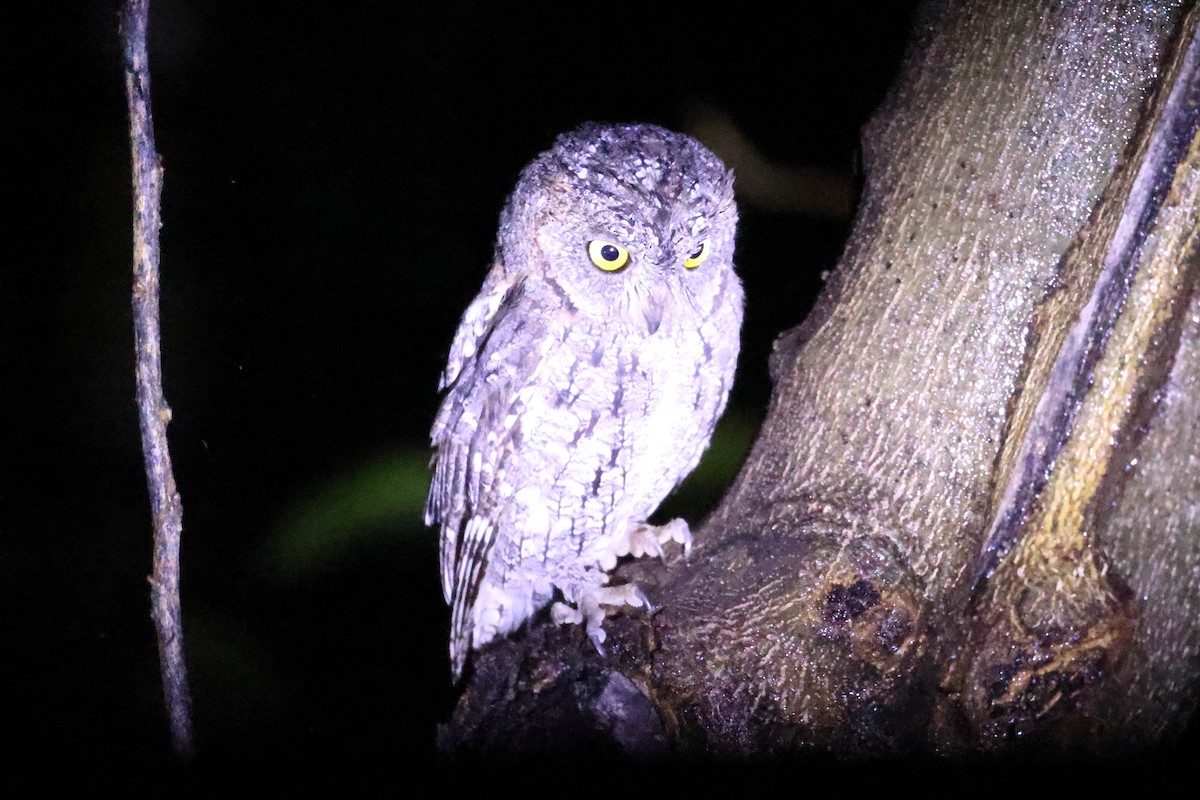Pearl-spotted Owlet - ML647072742