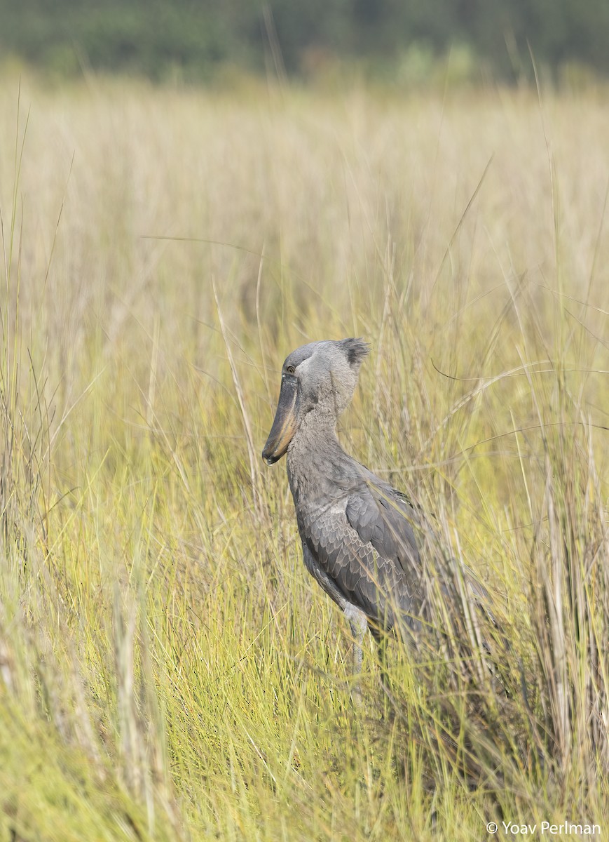 Китоголов - ML647072757