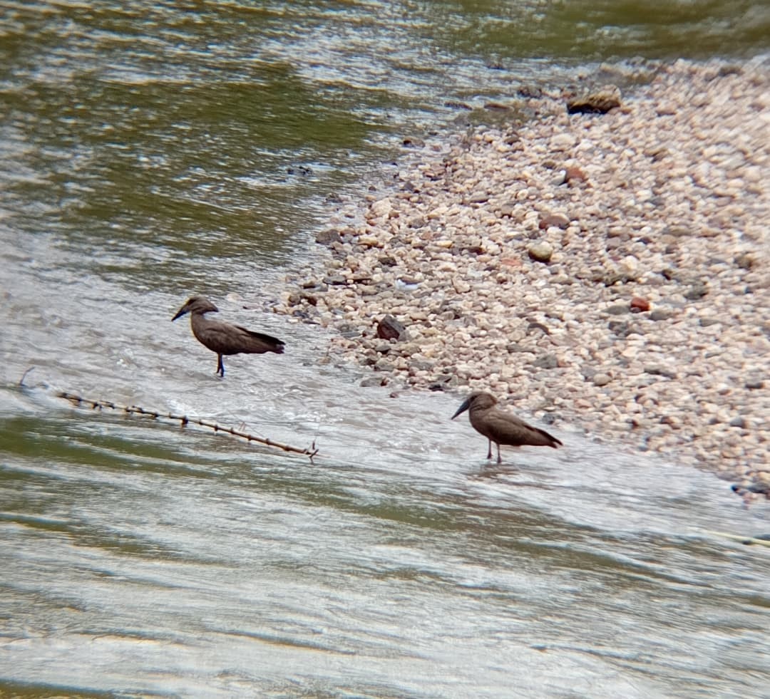 Hamerkop - ML647072764