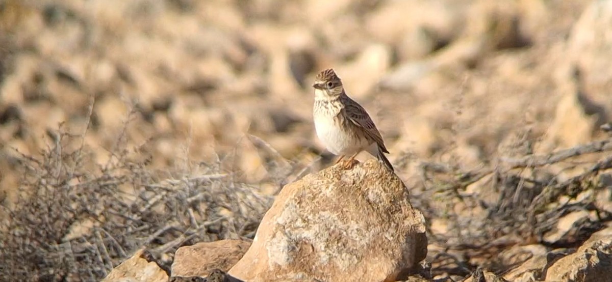 Mediterranean Short-toed Lark - ML647072770