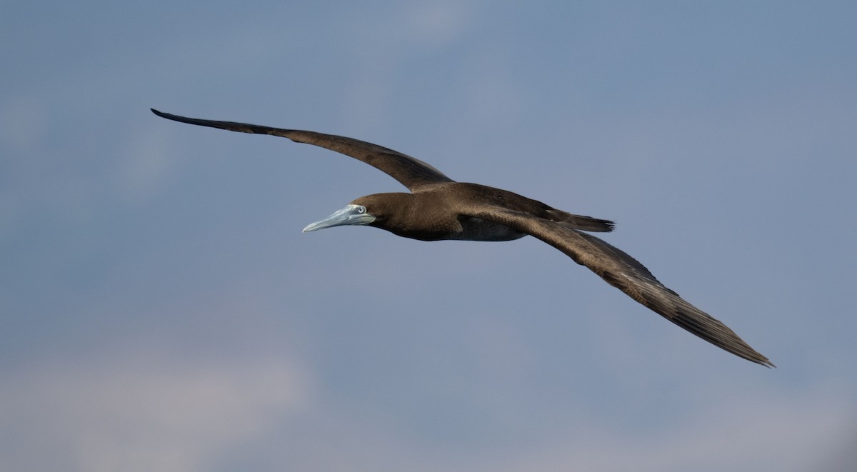 Brown Booby - ML647072779