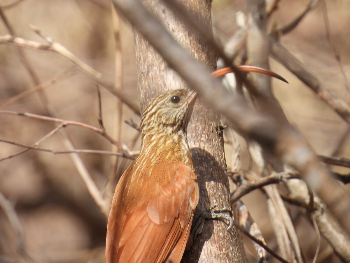 Red-billed Scythebill - ML647072782