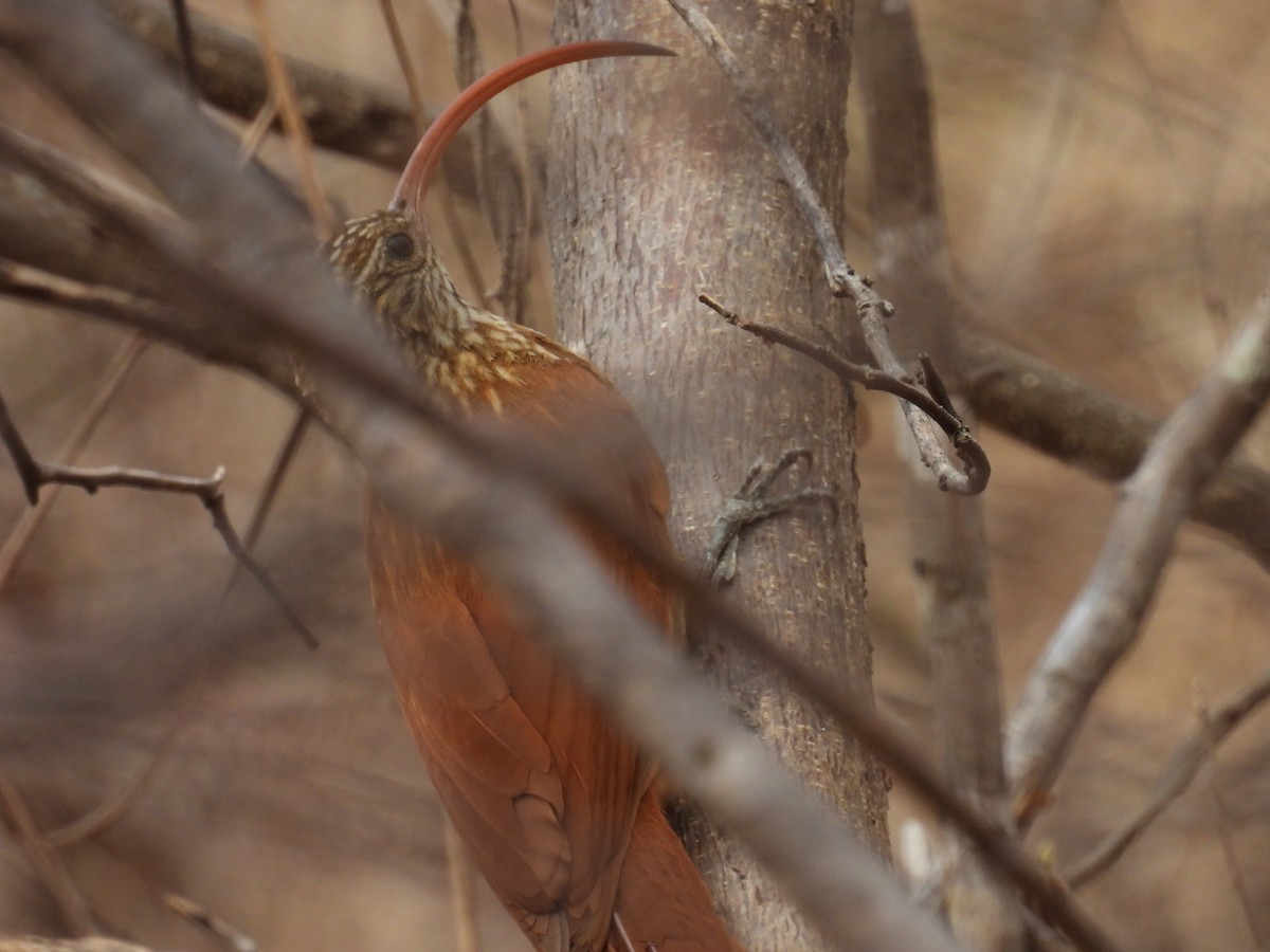 Red-billed Scythebill - ML647072783