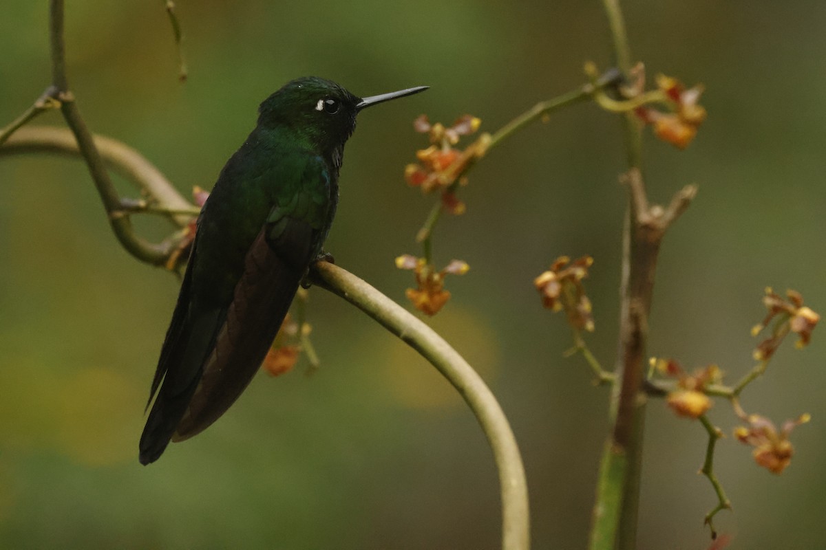 Tourmaline Sunangel - ML647072786