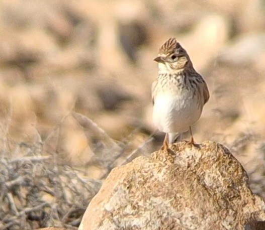 Mediterranean Short-toed Lark - ML647072788
