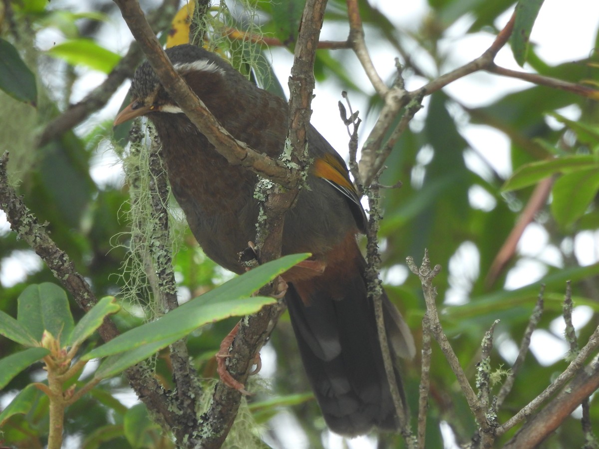 White-whiskered Laughingthrush - ML647072794