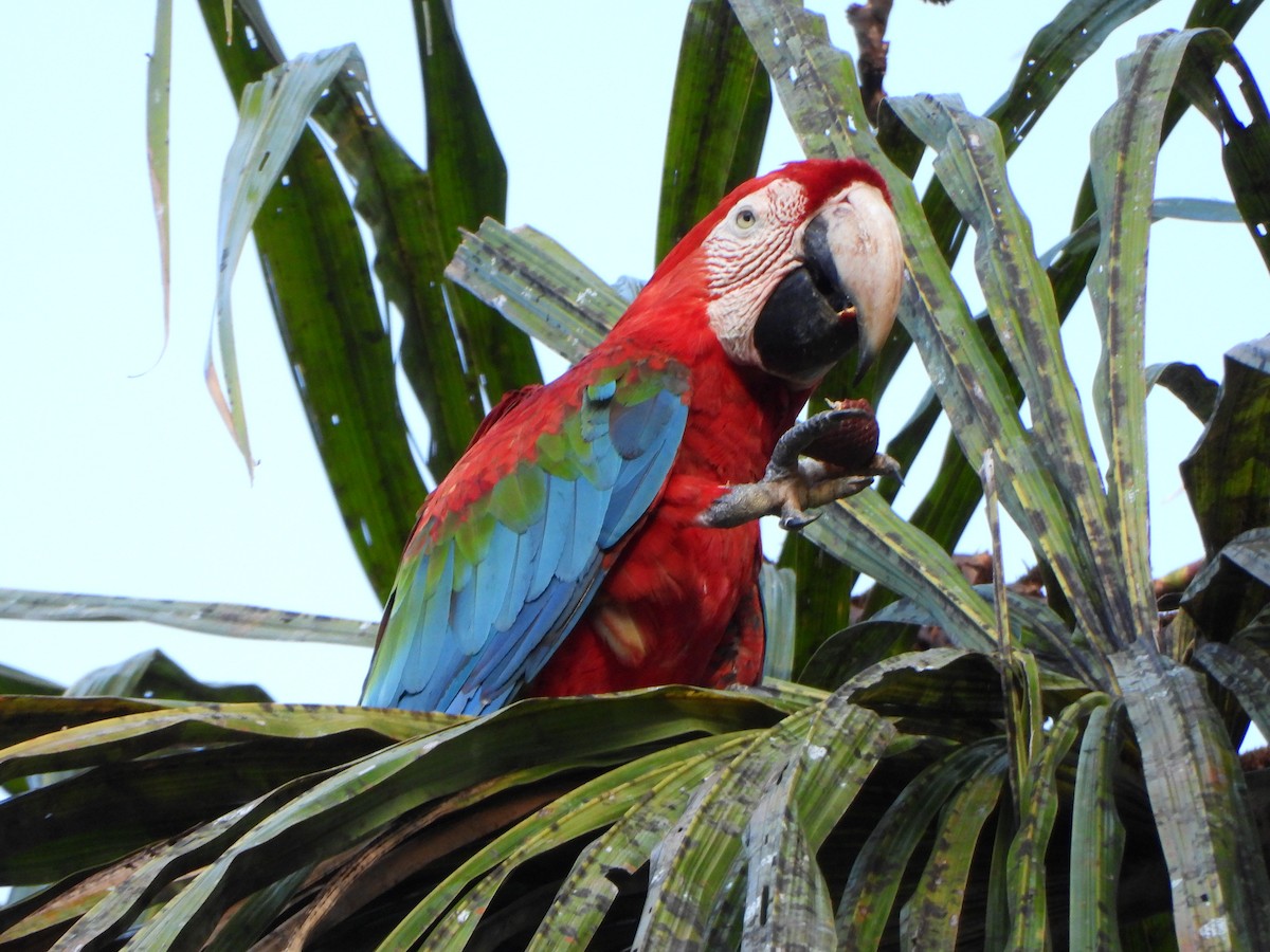 Red-and-green Macaw - ML647072807