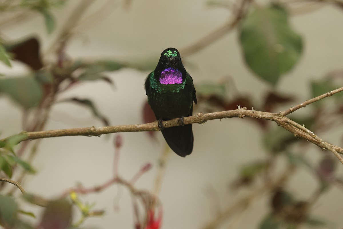 Tourmaline Sunangel - ML647072809