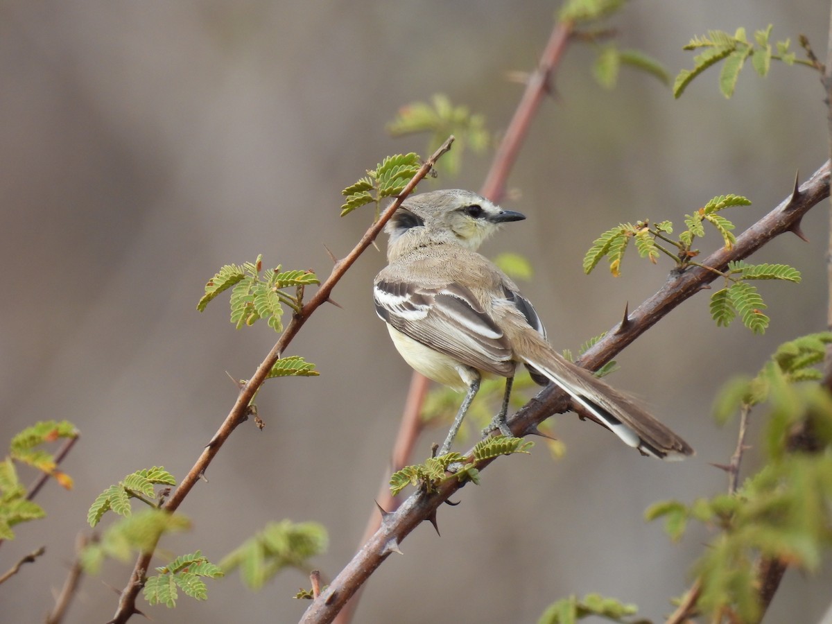 Bahia Wagtail-Tyrant - ML647072819