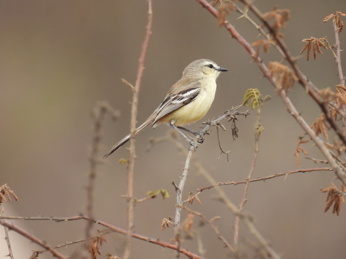 Bahia Wagtail-Tyrant - ML647072820