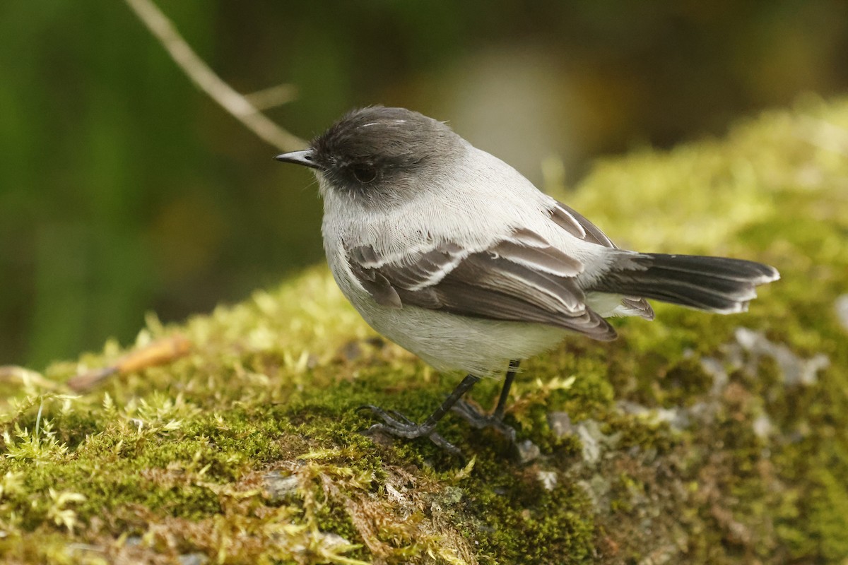 Torrent Tyrannulet - ML647072827