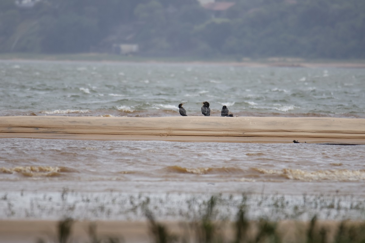 flodskarv - ML647072828