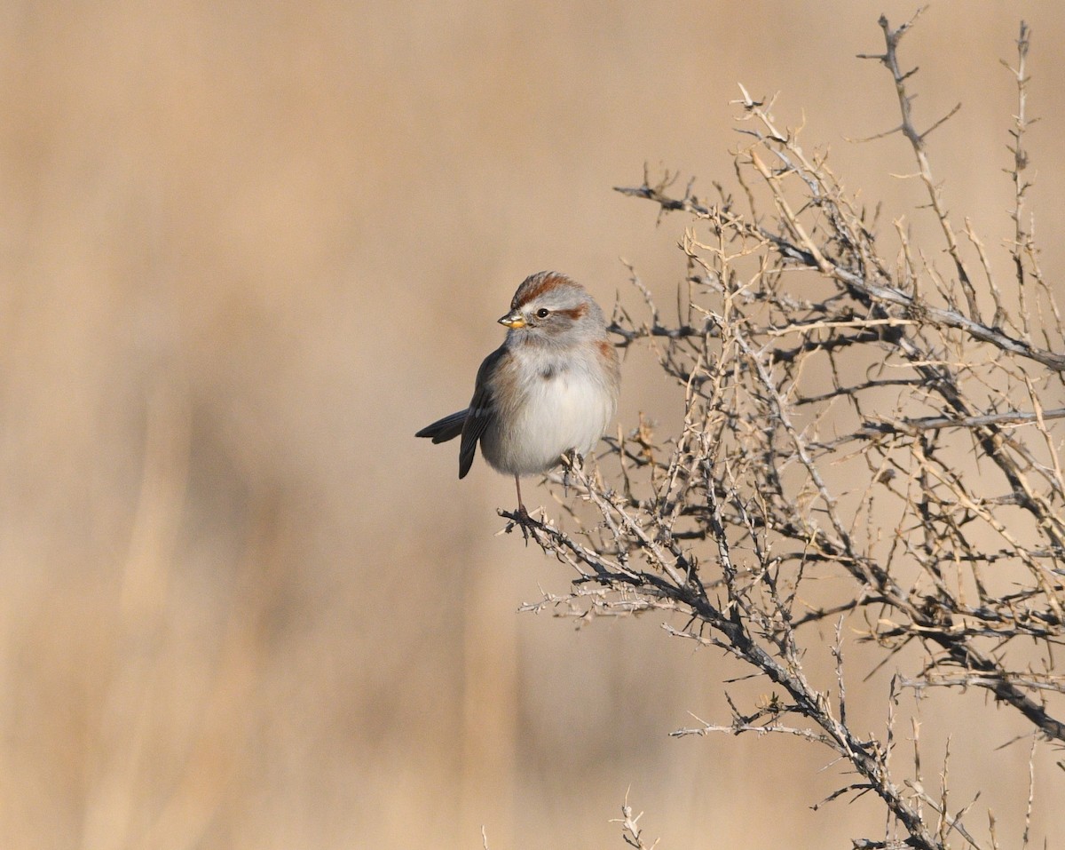 ムナフヒメドリ - ML647072838