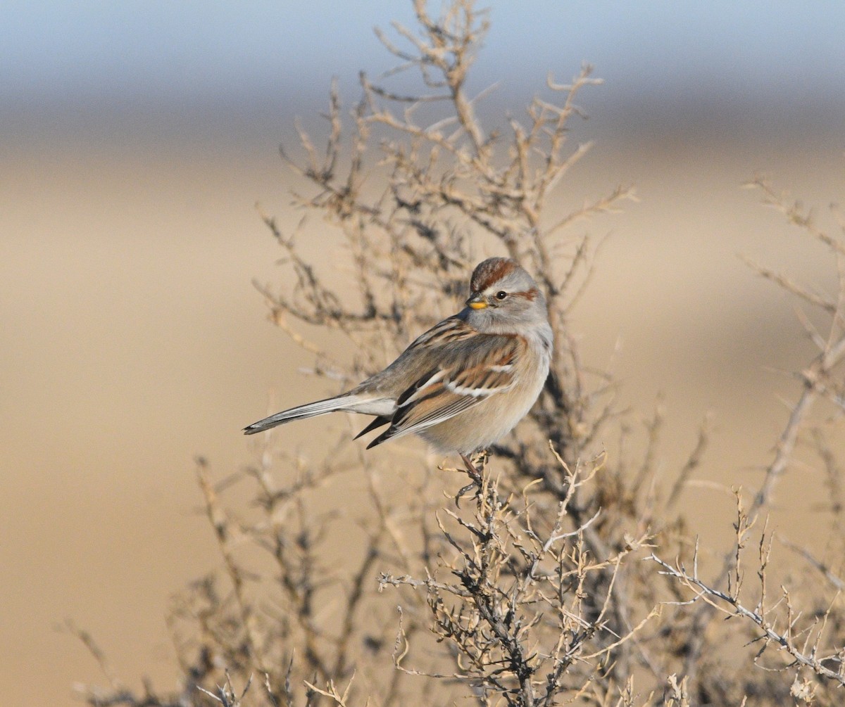 ムナフヒメドリ - ML647072843