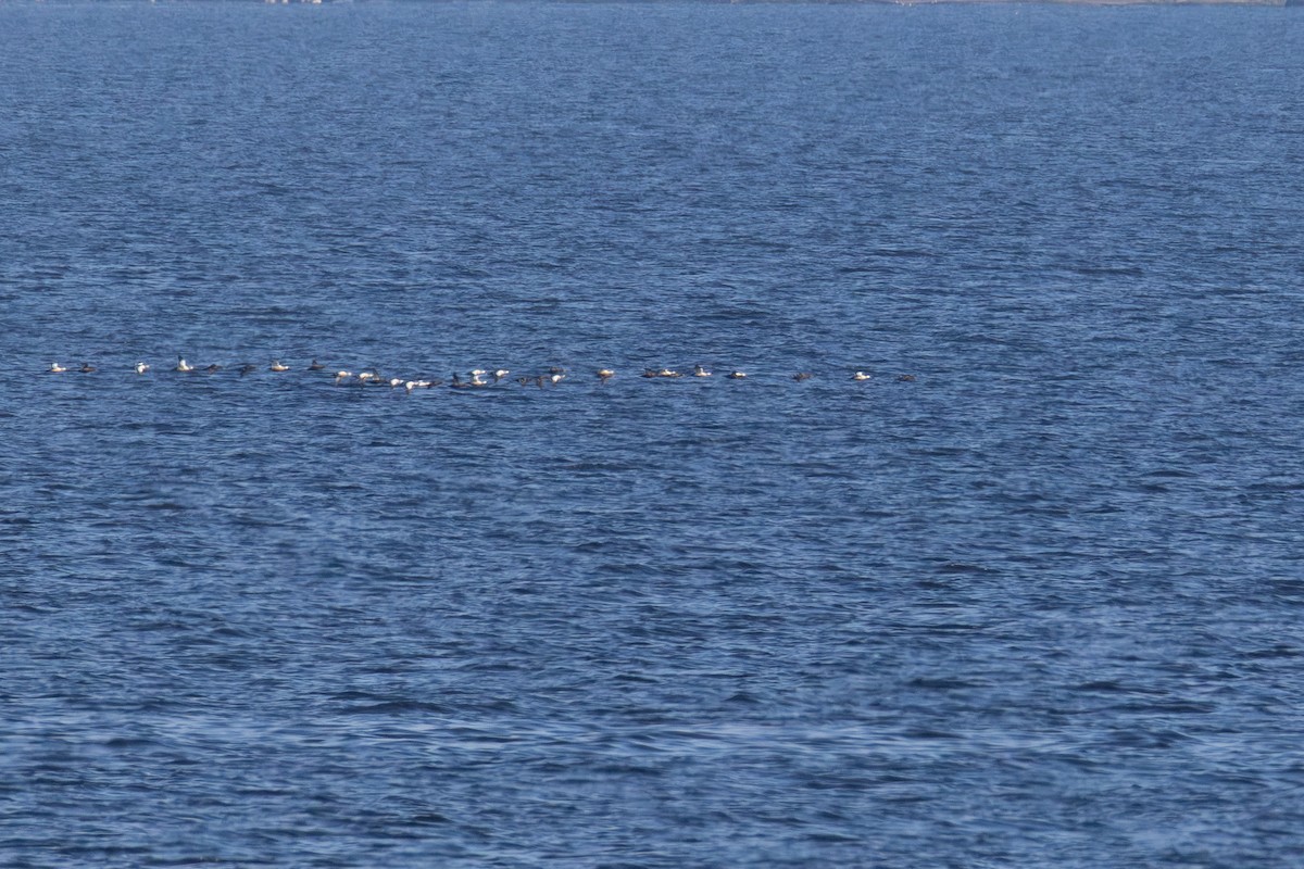 Steller's Eider - ML647072860