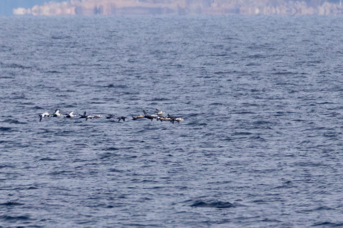 Steller's Eider - ML647072861