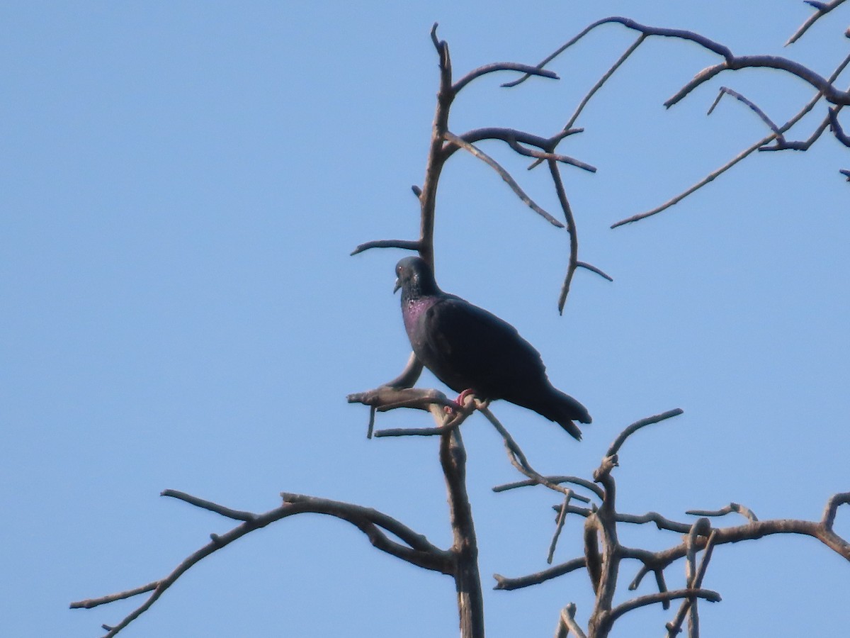 Kaya Güvercini (evcil tip) - ML647072864